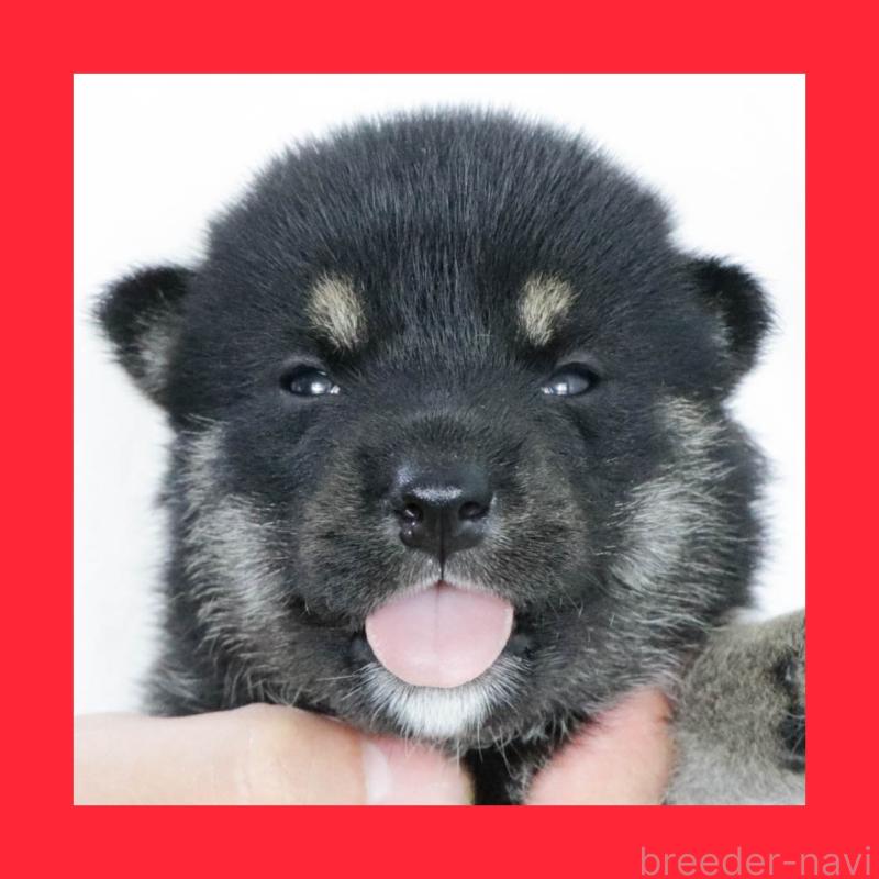 販売中の愛知県の柴犬-403935